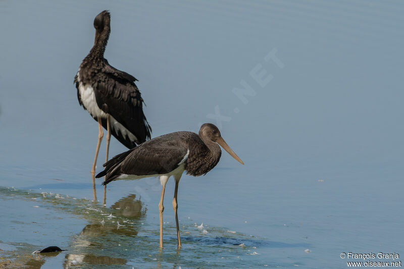 Black Stork