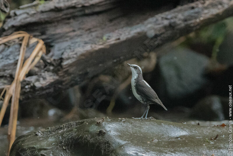 White-capped Dipper