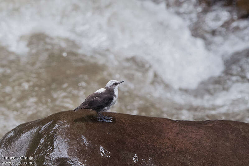 White-capped Dipperadult, habitat