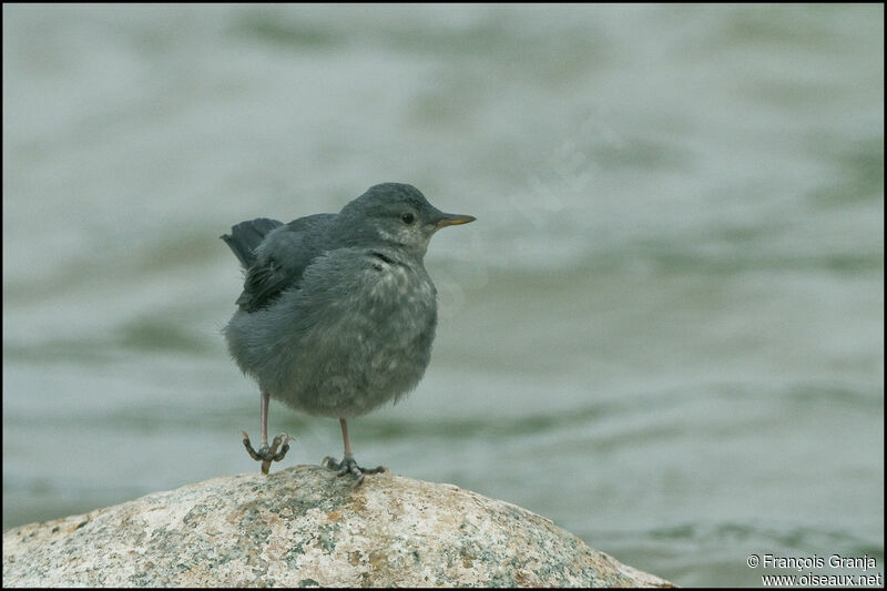 American Dipperjuvenile