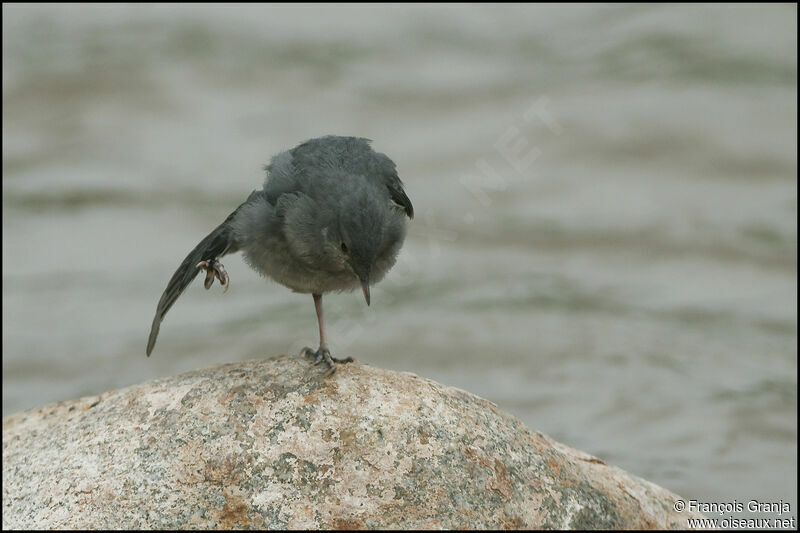 American Dipperjuvenile