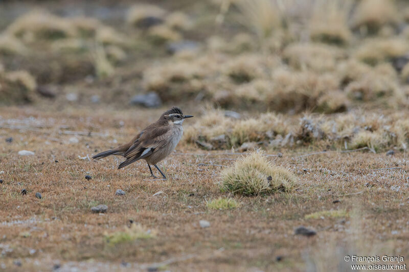 Cream-winged Cinclodes