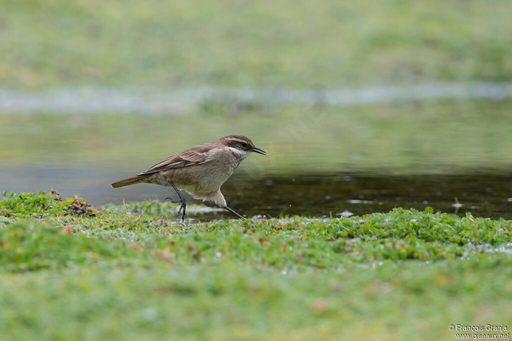 Cinclode à miroir marron