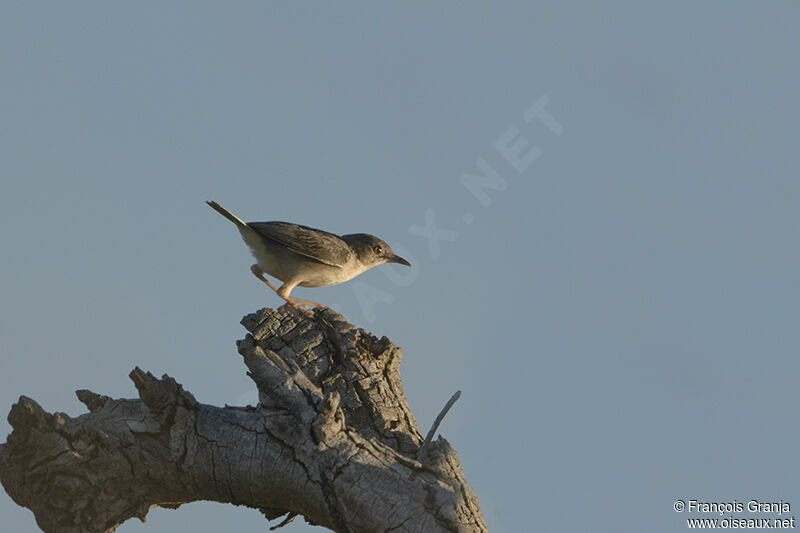 Short-winged Cisticolaadult