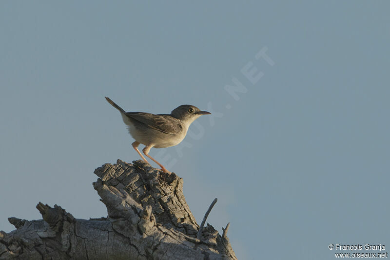 Short-winged Cisticola