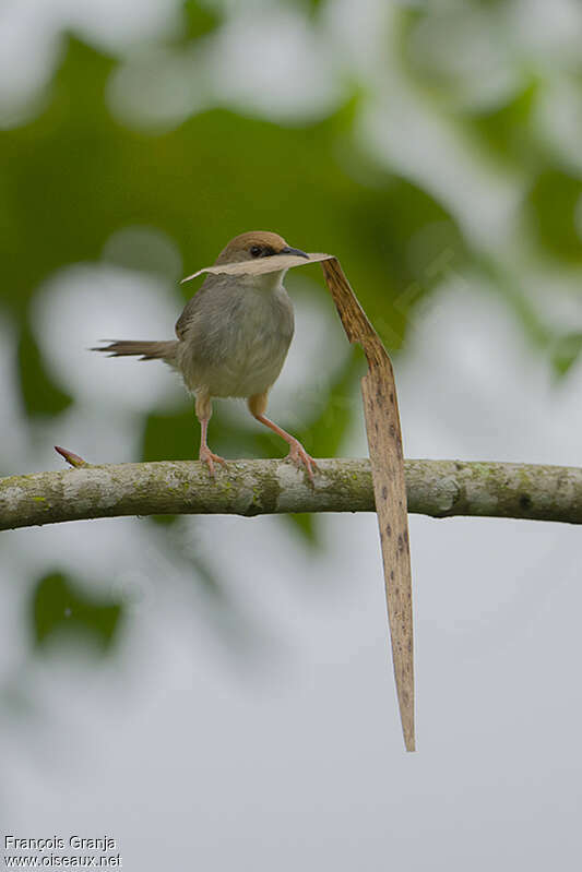 Chubb's Cisticolaadult, Reproduction-nesting