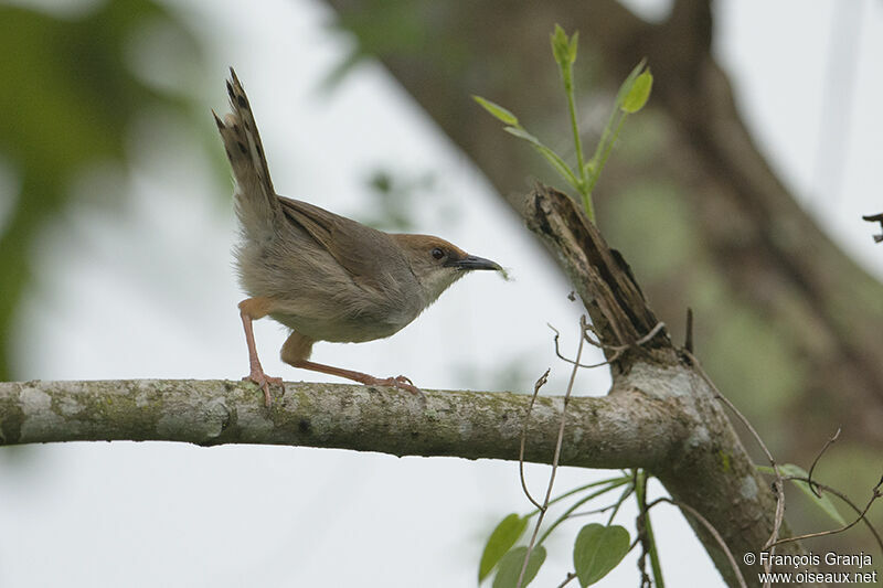 Chubb's Cisticolaadult