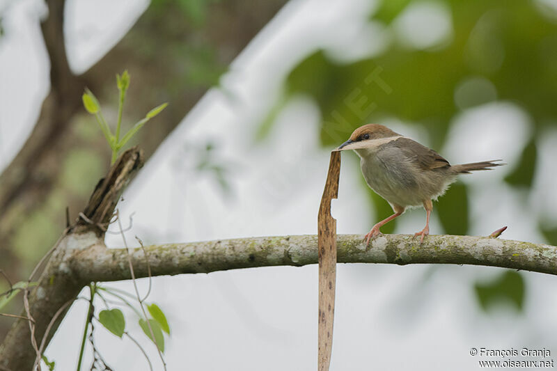 Chubb's Cisticolaadult