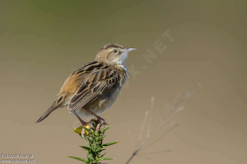 Zitting Cisticola