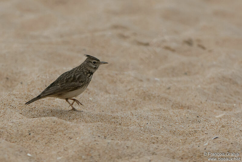 Thekla's Larkadult