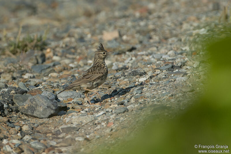 Crested Larkadult