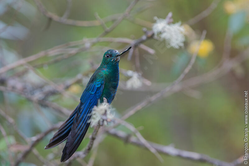 Colibri à ailes saphir