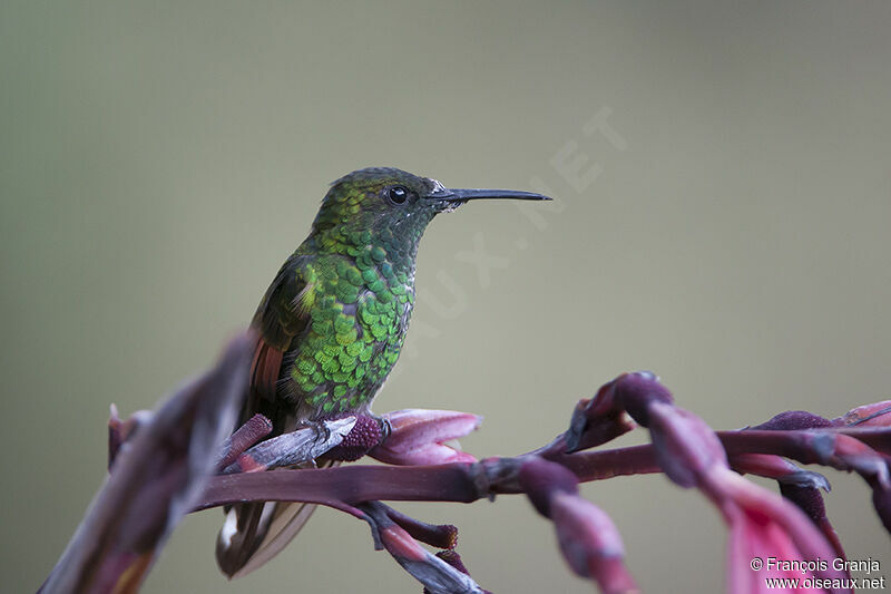 Stripe-tailed Hummingbirdadult