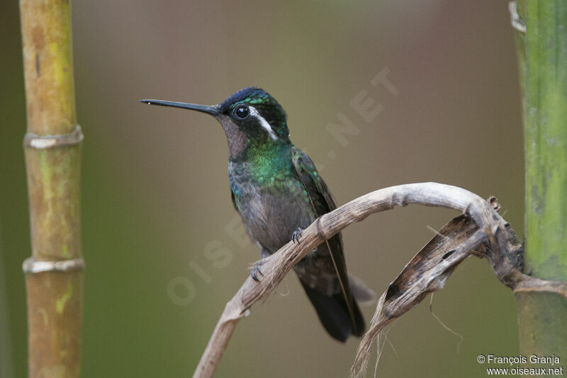 Colibri à gorge pourprée mâle adulte