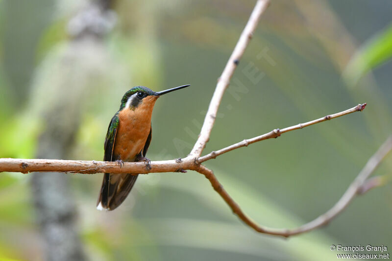 Colibri à queue grise femelle