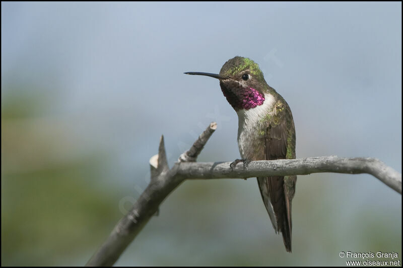 Colibri à queue largeadulte