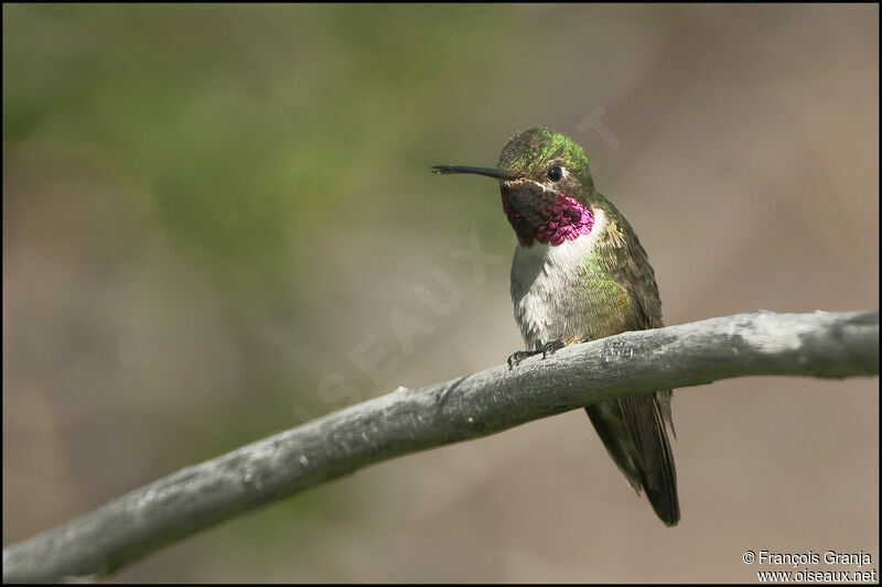 Broad-tailed Hummingbirdadult