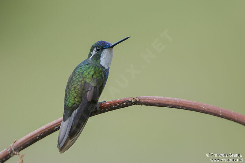 Colibri à ventre châtainadulte