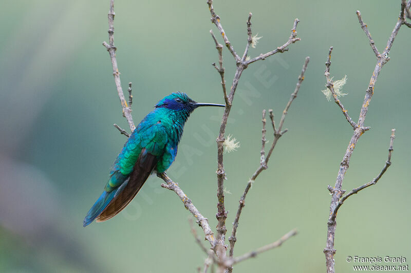 Sparkling Violetear