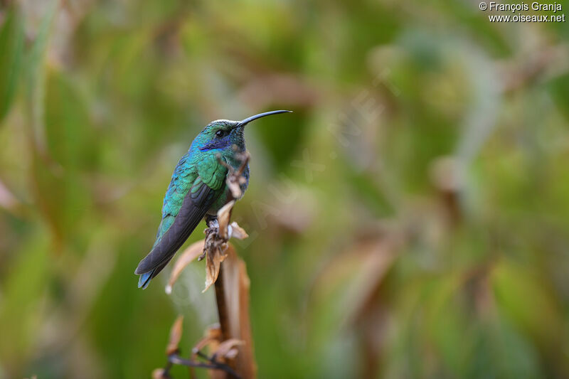 Colibri cyanote