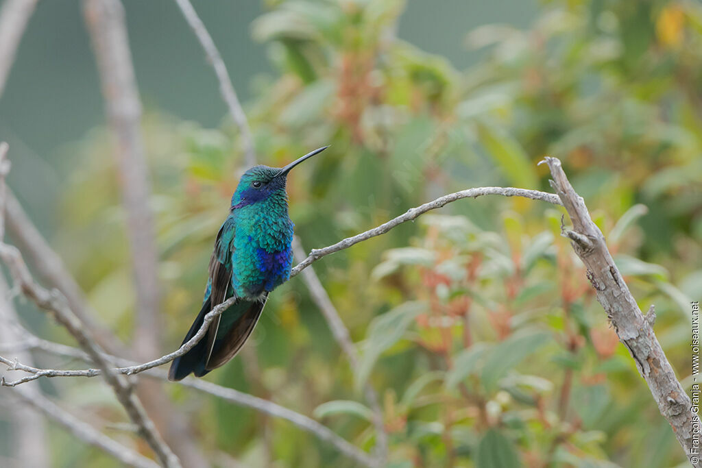 Colibri d'Anaïs