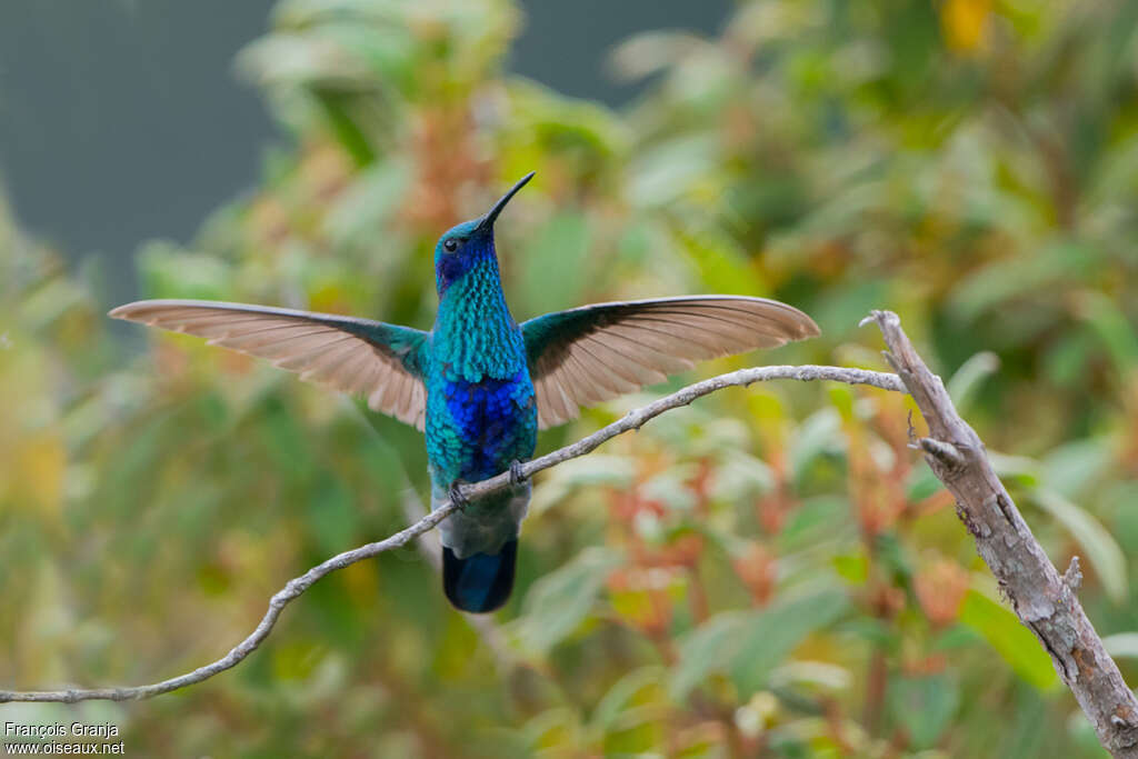 Colibri d'Anaïs