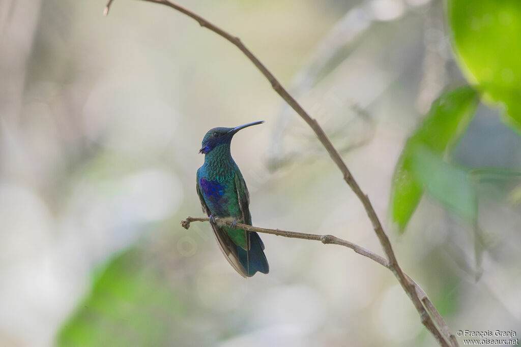 Colibri d'Anaïs