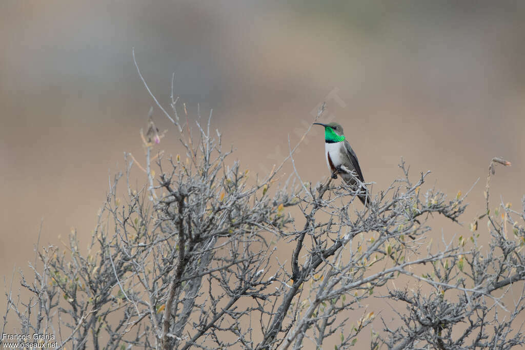 Colibri d'Estelle