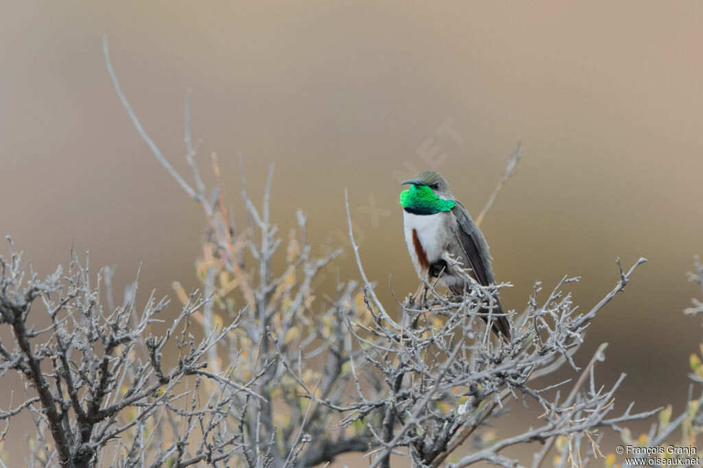 Colibri d'Estelle