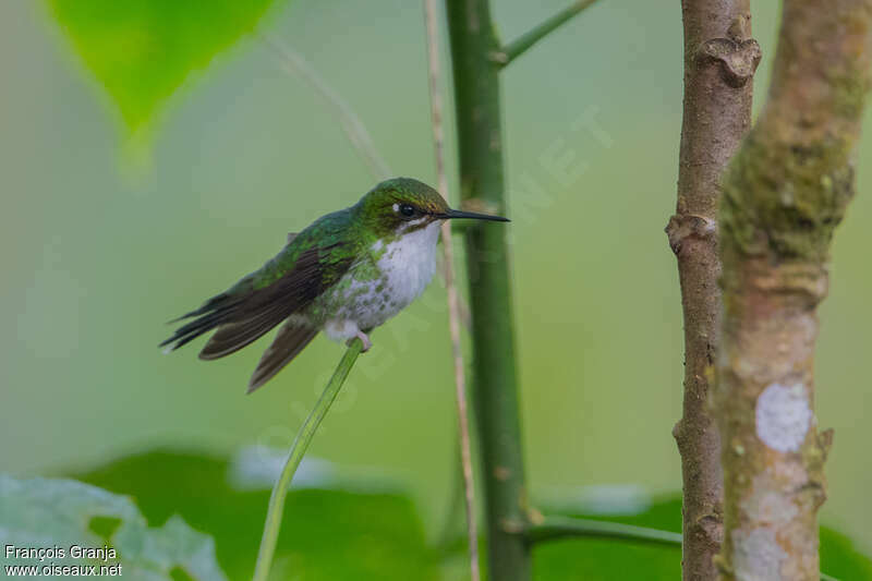 Colibri de Benjamin femelle adulte