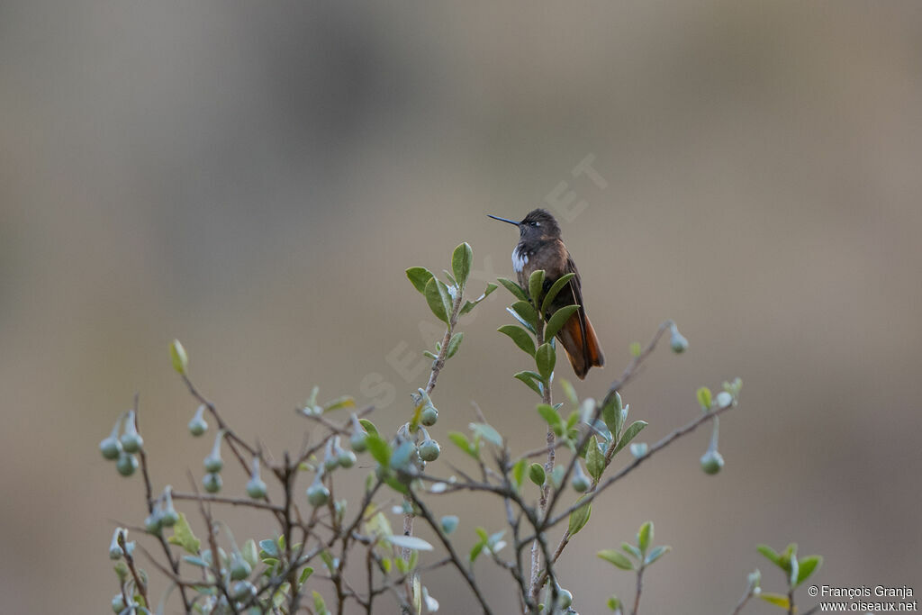 Colibri de Castelnau