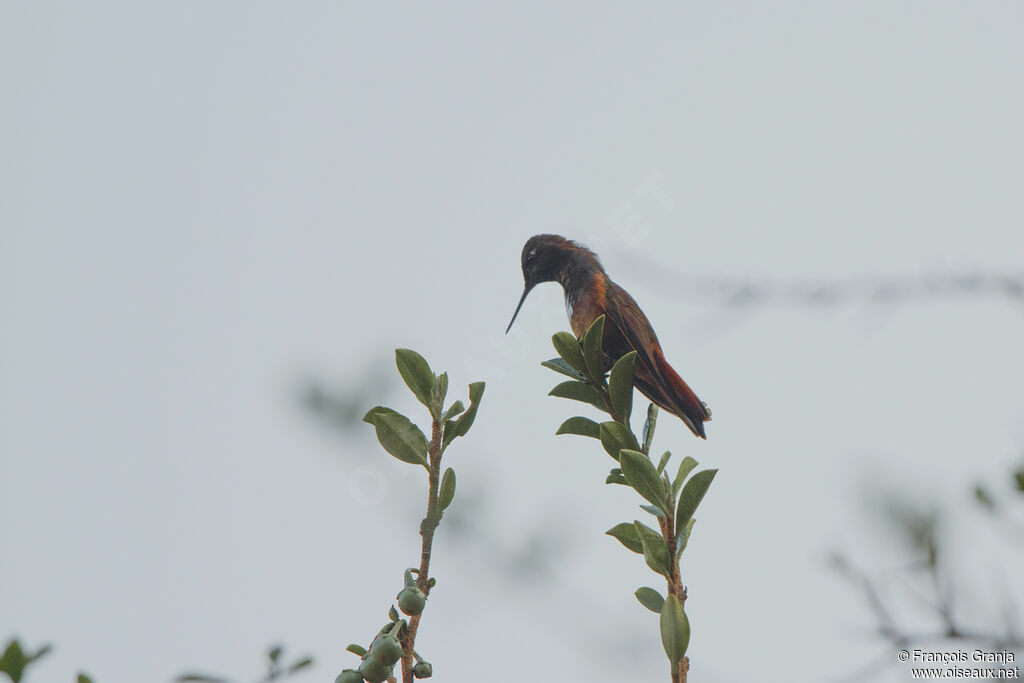 Colibri de Castelnau