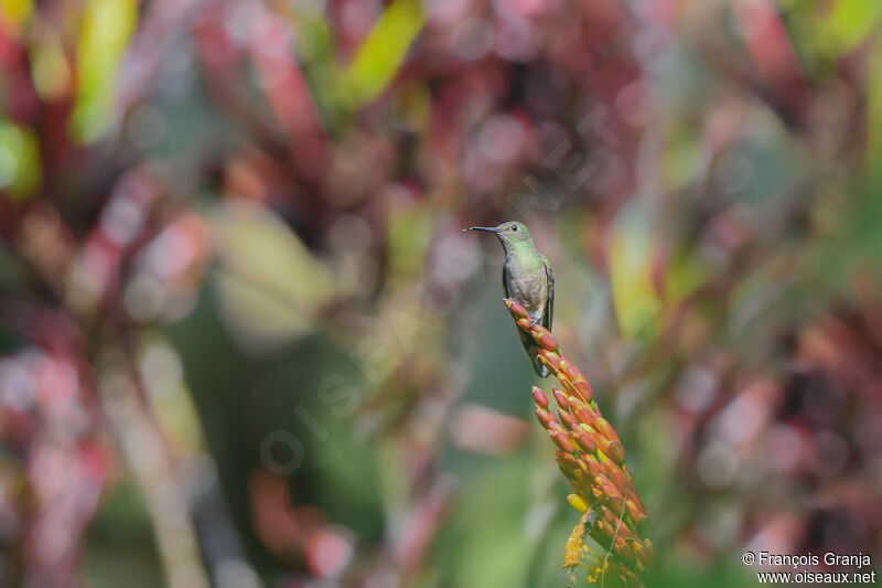 Colibri de Cuvier