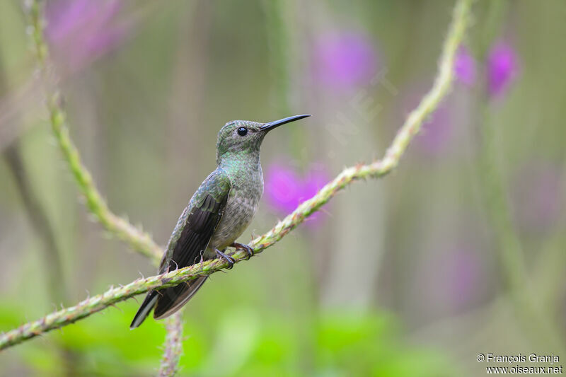 Colibri de Cuvier