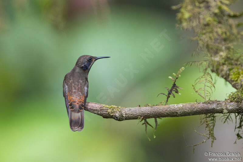 Colibri de Delphine