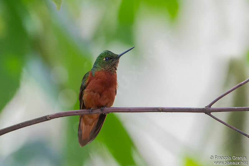 Chestnut-breasted Coronet