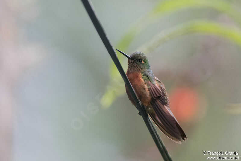 Colibri de Matthews