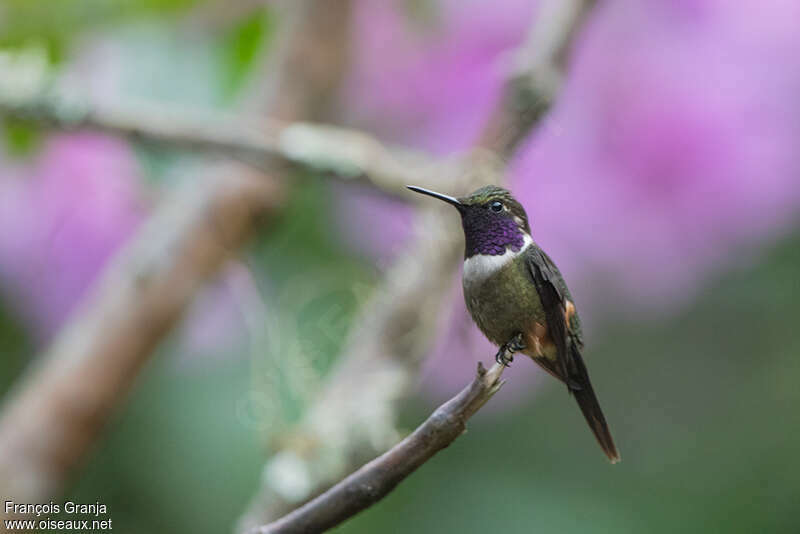 Purple-throated Woodstar male adult, identification