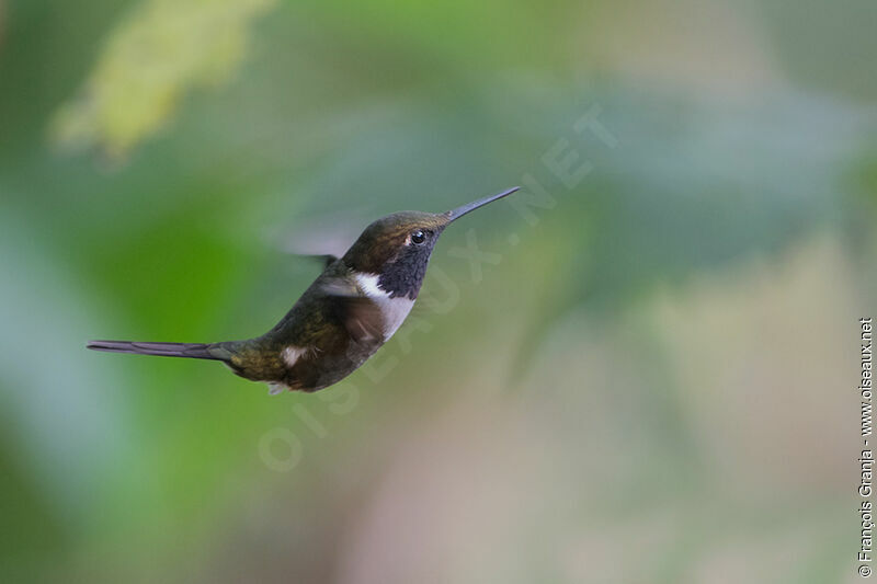 White-bellied Woodstar