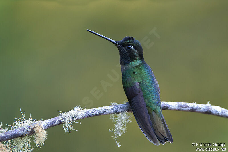 Colibri de Rivoliadulte