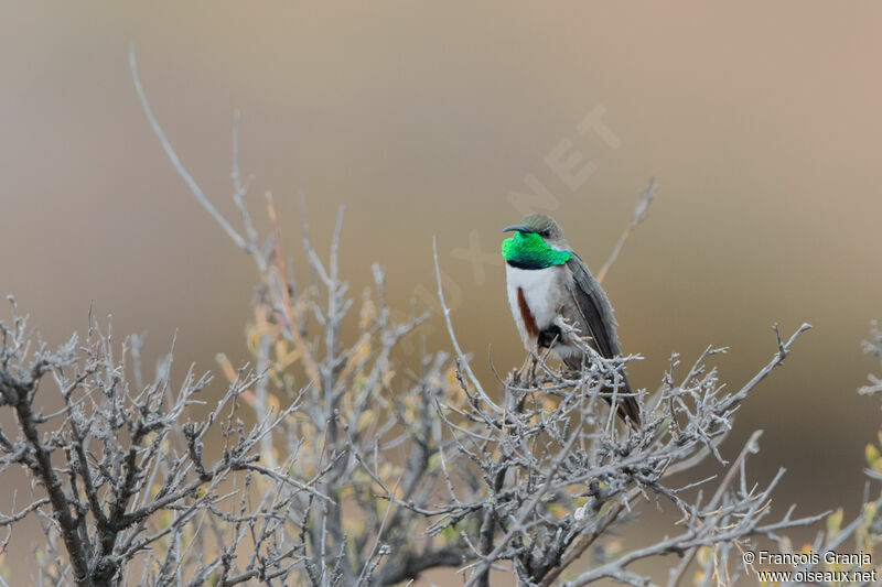 Andean Hillstar