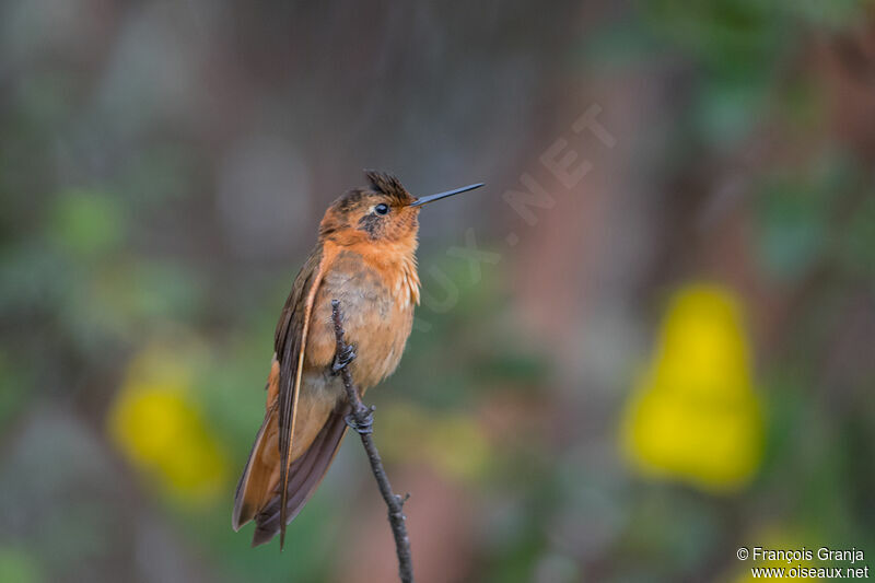 Colibri étincelant