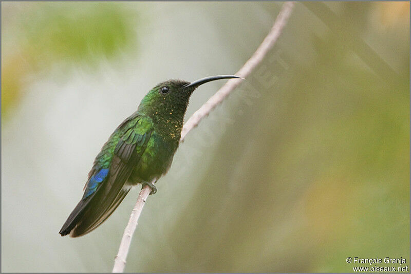 Green-throated Caribadult