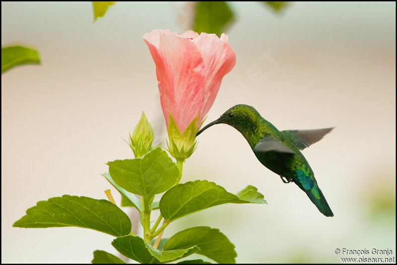 Colibri falle-vertadulte