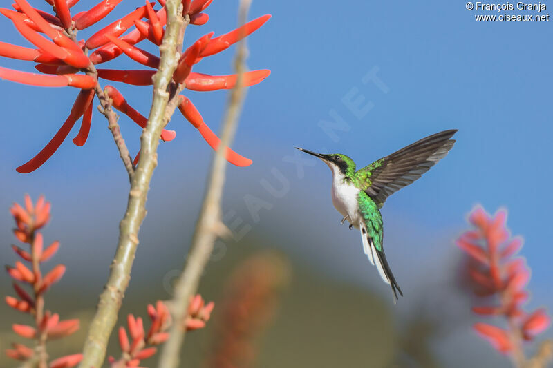 Colibri féérique