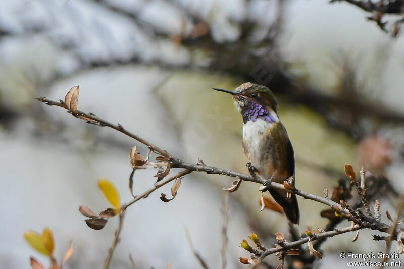 Volcano Hummingbird male