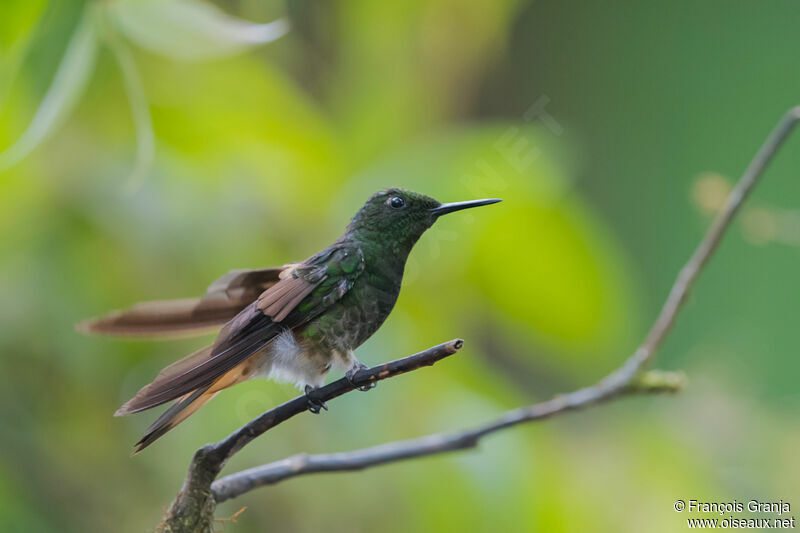 Colibri flavescent