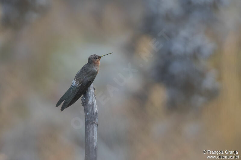 Giant Hummingbird