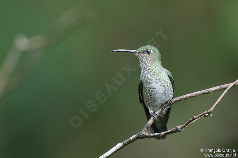 Colibri grivelé