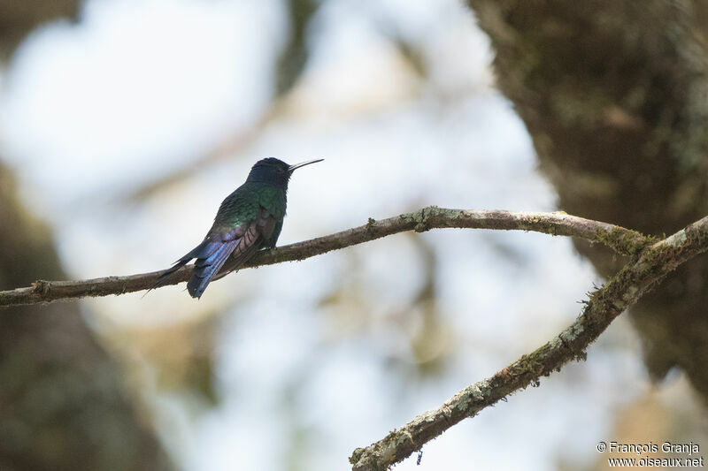 Swallow-tailed Hummingbird